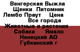 Венгерская Выжла. Щенки. Питомник Лембо Праут. › Цена ­ 35 000 - Все города Животные и растения » Собаки   . Ямало-Ненецкий АО,Губкинский г.